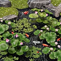 Aquatic Plants in Garden Pond with Lily Pads Pink Flowers Koi Fish Rocks and Moss