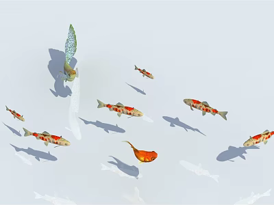 Beautiful Vibrant Koi Fish Swimming Gracefully in a Group on White Background 3d model