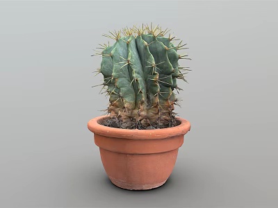 Green Spiky Cactus Plant Growing In Terracotta Pot With Gray Background 3d model
