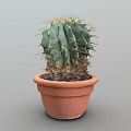 Green Spiky Cactus Plant Growing In Terracotta Pot With Gray Background