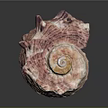 Pink and White Spiral Conch Marine Animal With Textured Surface And Natural Pattern