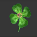 Isolated Green Four Leaf Clover Plant Featuring Vibrant Leaves And White Center On Dark Background
