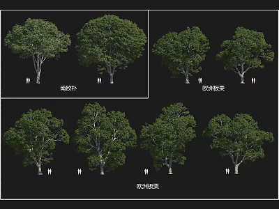 Various Types Of Trees With Lush Foliage And Natural Bark Texture 3d model
