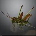 Green Grasshopper With Red Eyes Long Antennae And Red Wings On Dark Background