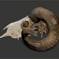 Natural Ram Skull With Curved Horns On Dark Background And Reflection
