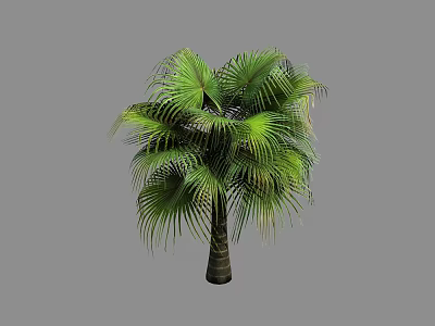 Tall Healthy Tropical Palm Tree With Vibrant Green Fronds And Textured Brown Trunk 3d model
