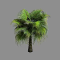 Tall Healthy Tropical Palm Tree With Vibrant Green Fronds And Textured Brown Trunk