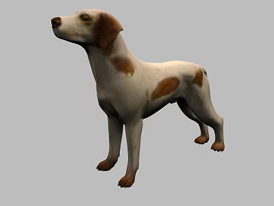 White And Brown Spotted Dog Standing In Upright Position On Gray Background 3d model