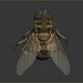 Yellow And Black Striped Fly With Transparent Wings Slender Legs On Dark Background