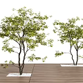 Two Ornamental Trees With Lush Green Leaves In Garden Landscape Design