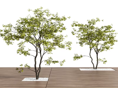 Two Ornamental Trees With Lush Green Leaves In Garden Landscape Design 3d model