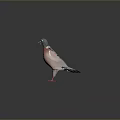 Pigeon with spread grey wings pink chest and red feet on black surface with reflection