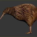 Kiwi Bird With Brown Feathers And Long Beak Standing On Gray Gradient Background With Reflection 3d model