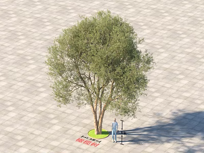 Tall Arbor With Green Foliage And Thick Trunk Standing On Paved Ground With Person Beside 3d model