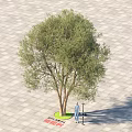 Tall Arbor With Green Foliage And Thick Trunk Standing On Paved Ground With Person Beside