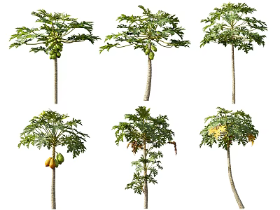 Arbor in Various Forms with Fruits and Green Leaves at Different Growth Stages 3d model