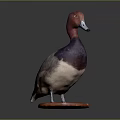 Detailed Taxidermy Duck Stuffed Bird on Orange Wooden Base Against Dark Background