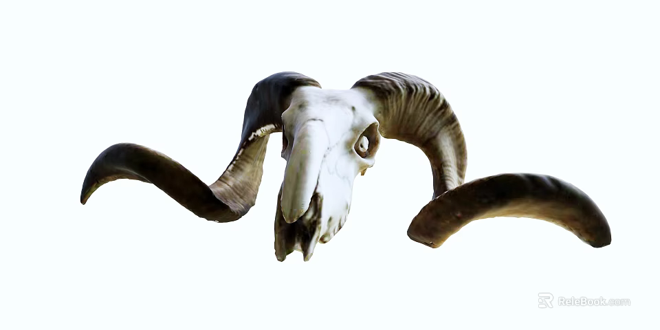 Educational Veterinary Medical Skeleton Model With Curved Horns For Teaching 3d model 