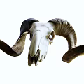 Modern Skull Sheep Skull 3d model