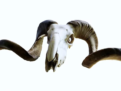 Educational Veterinary Medical Skeleton Model With Curved Horns For Teaching 3d model