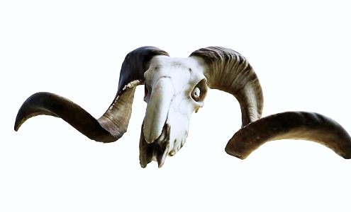 Modern Skull Sheep Skull 3d model