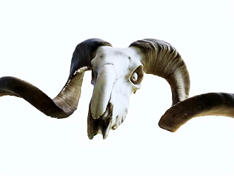 Modern Skull Sheep Skull 3d model