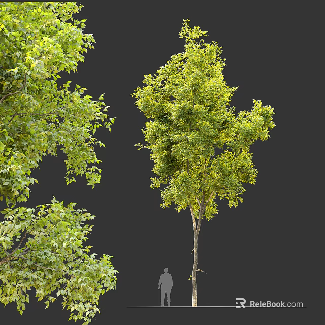 Lush Green Arbor With Dense Foliage And Upright Growth Structure 3d model