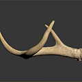 Detailed Deer Antler Organ With Natural Texture Isolated On Dark Background