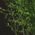 Lush Green Bamboo Plants In Outdoor Landscape