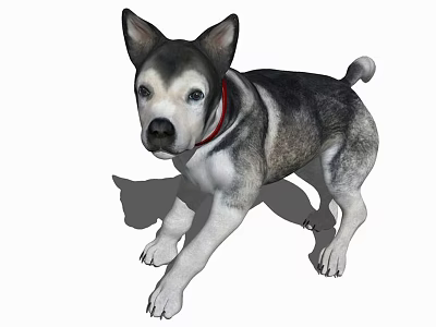 Adorable Husky Dog With Red Collar Standing On White Background With Shadow 3d model