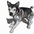 Adorable Husky Dog With Red Collar Standing On White Background With Shadow