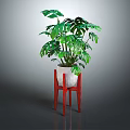Green Monstera Plant In White Pot On Red Three Legged Stand