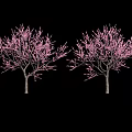 Two Flowering Trees With Pink Blossoms And Full Branches Against Black Background