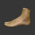 Realistic 3D Anatomical Model of Human Foot Organ Featuring Hair Details