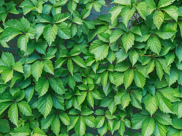 Plants texture (ID:ffabg12587)