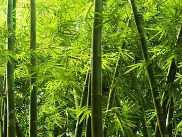 Bamboo texture (ID:ffajg39686)