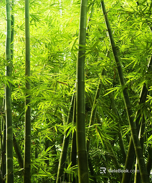 Bamboo texture