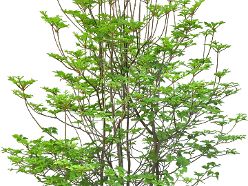 Plants texture (ID:ffabg52147)