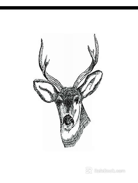 Animal painting texture