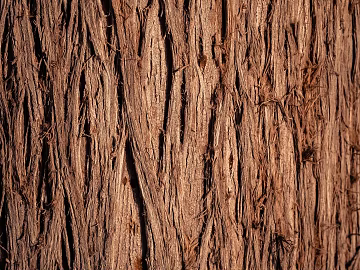 bark texture (ID:ffaeg37187)