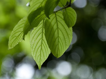 Plants texture (ID:ffagg68953)