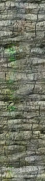 bark texture