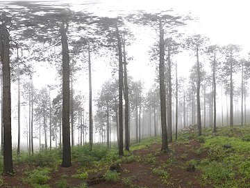 Mist Forest Wild Nature Scene texture (ID:ffaeh620306)