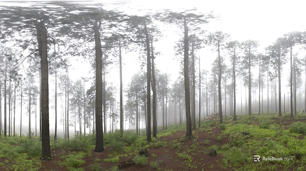 Mist Forest Wild Nature Scene texture