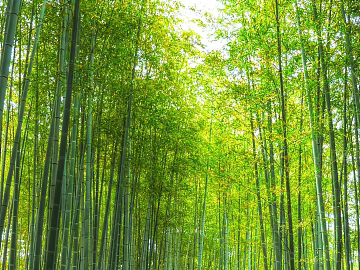 Forest texture (ID:ffaeg57290)