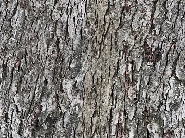 bark texture (ID:ffaeg87003)
