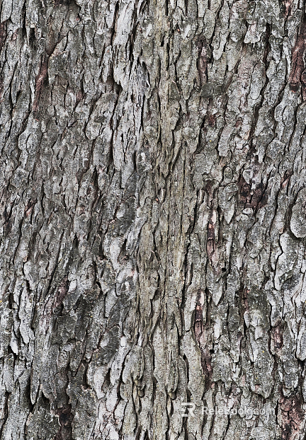 bark texture