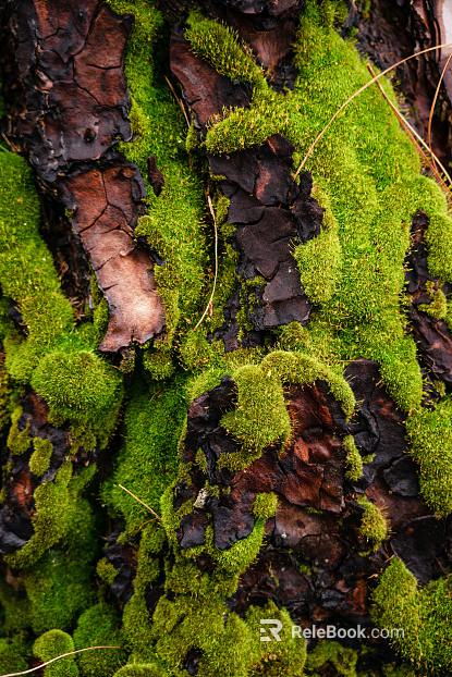 bark texture
