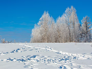Winter Solstice Wild Scenery texture (ID:ffach124225)