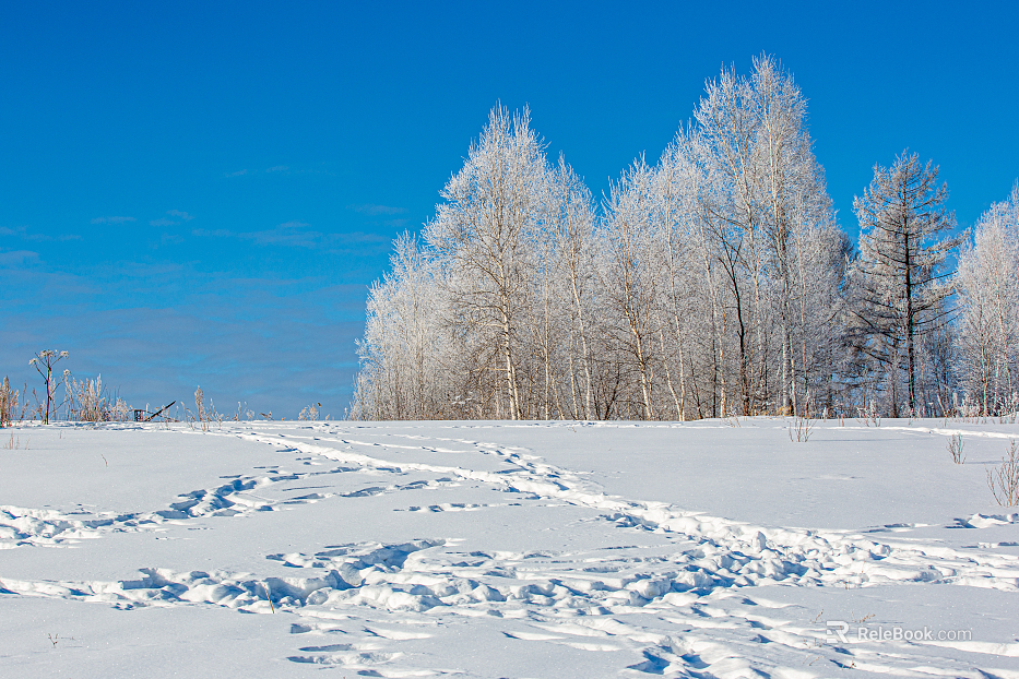 Winter Solstice Wild Scenery texture